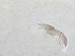 Jurassic Fossil Shrimp (Antrimpos) - Solnhofen Limestone #50829-1